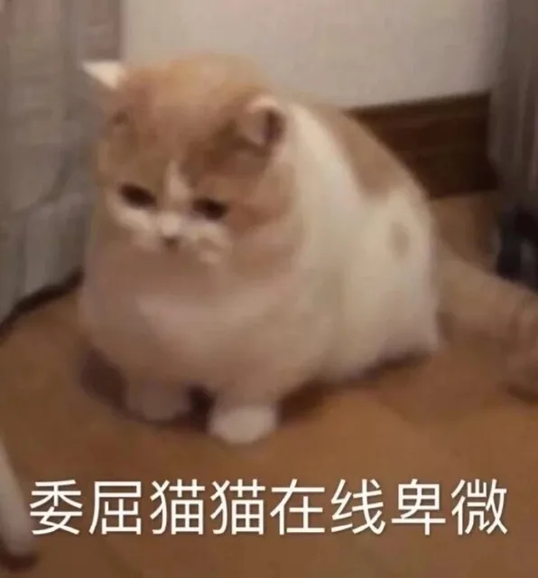 委屈猫猫在线卑微（委屈猫猫在线卑微）