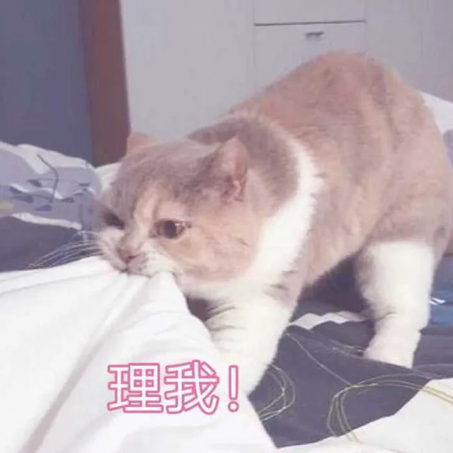 理我呀！（猫咪）