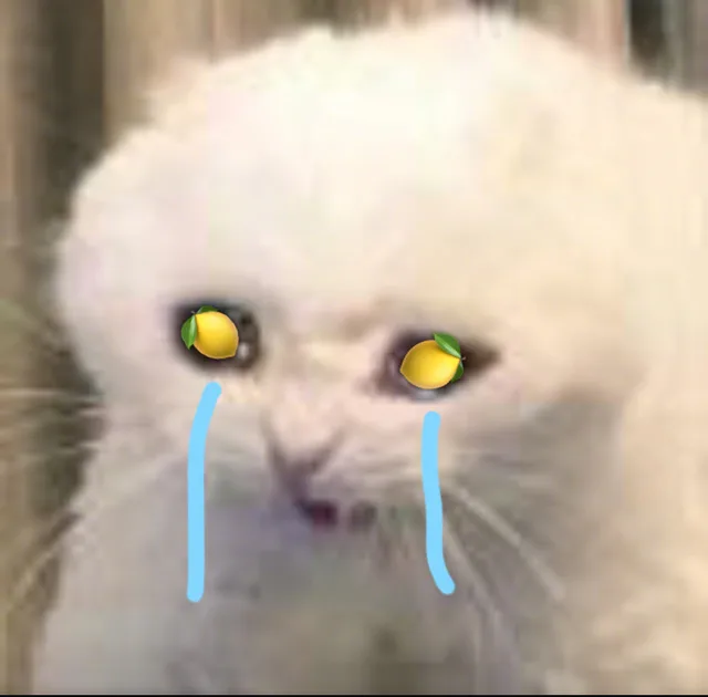 流泪猫咪柠檬