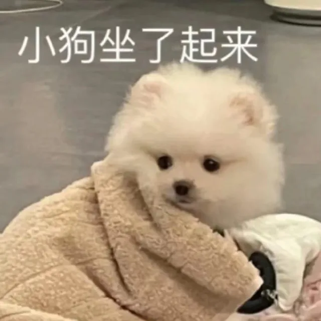 小狗坐了起来（小狗坐了起来）