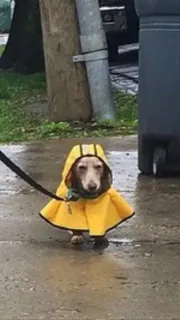 狗子内心os：为了穿父子装，下雨还拉我出来，好烦！表情包