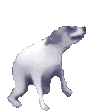 狗狗表情包