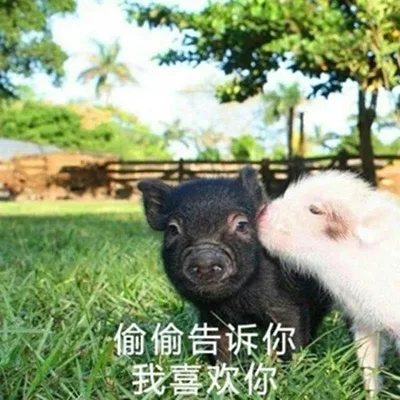 偷偷告诉你我喜欢你