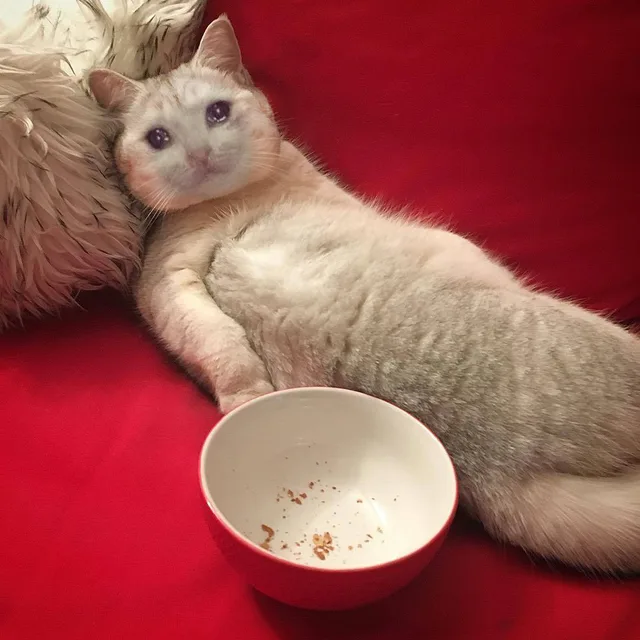 流泪猫咪 没吃的了