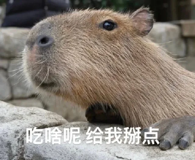 吃啥呢给我掰点(水豚表情包)（吃啥呢给我掰点(水豚表情包)）