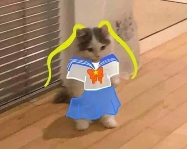 猫猫穿jk装