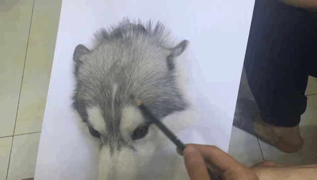 狗子素描