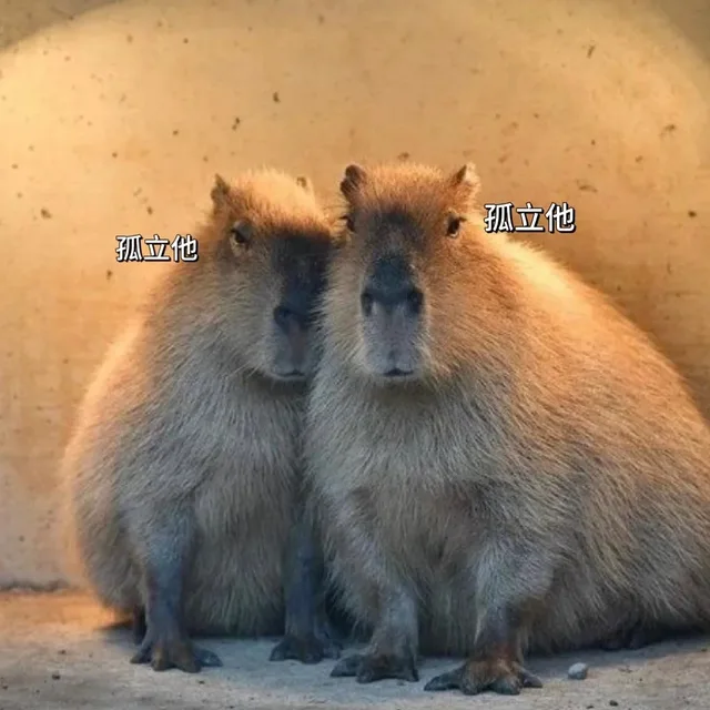 孤立他孤立他