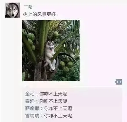 二哈:树上的风景更好（二哈:树上的风景更好）