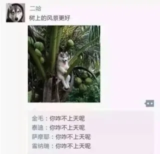 二哈:树上的风景更好