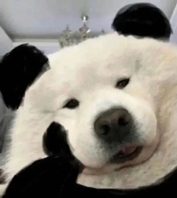 (狗狗托腮)（(狗狗托腮)）