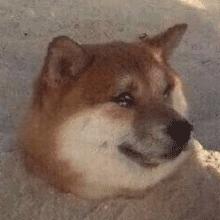 狗狗流泪GIF 动图