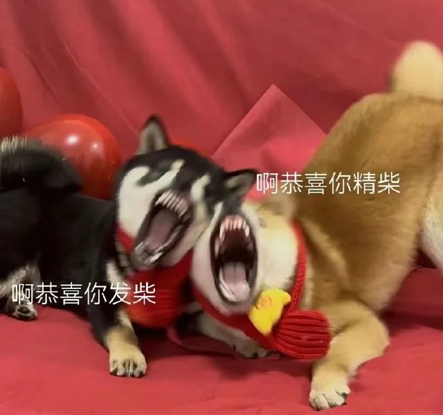 啊恭喜你精柴啊恭喜你发柴（啊恭喜你精柴啊恭喜你发柴）