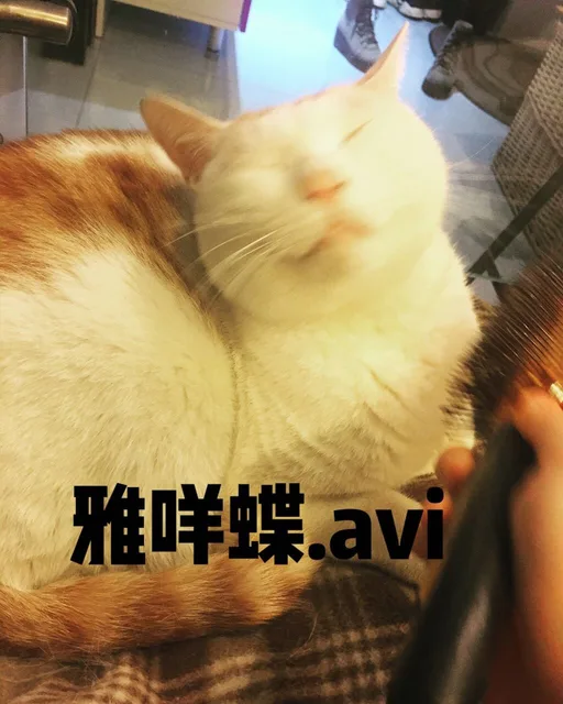 雅咩蝶avi