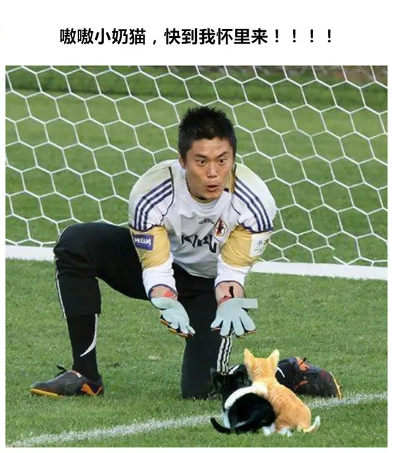 嗷嗷小奶猫,快到我怀里来!!!!（嗷嗷小奶猫,快到我怀里来!!!!）