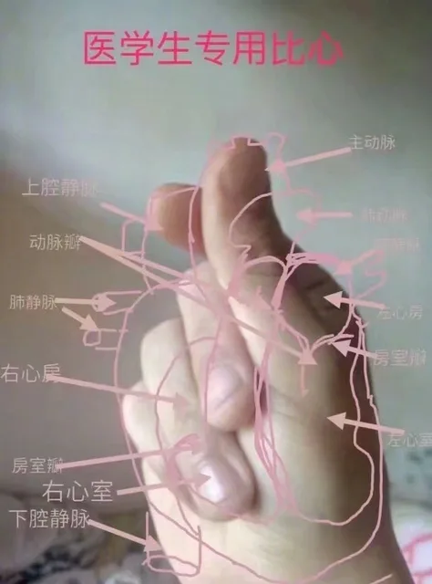 医学生专用比动脉上腔动脉右心房室右心室下腔静脉
