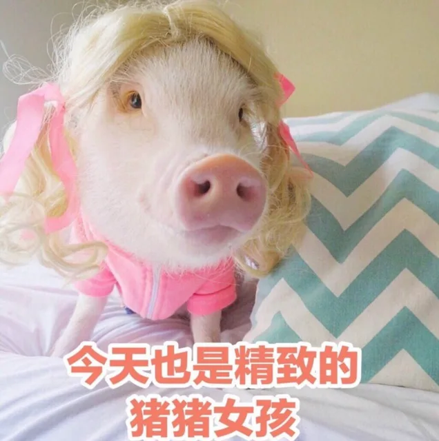 今天也是精致的猪猪女孩