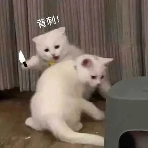 背刺！(猫猫表情包)（背刺！(猫猫表情包)）