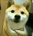 doge 的凝视