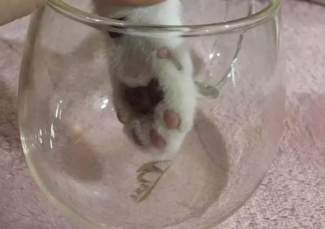猫爪+玻璃杯=星巴克网红猫爪杯（猫爪+玻璃杯=星巴克网红猫爪杯）
