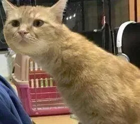 沙雕情头长脖子猫咪表情包