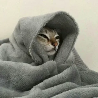 猫咪狗子裹被子情头