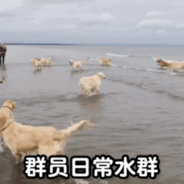 群员日常水群（群员日常水群）