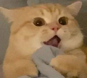 猫猫震惊表情包（猫猫震惊表情包）