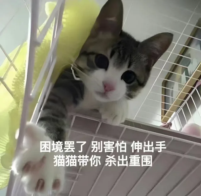 困境罢了别害怕伸出手猫猫带你杀出重围(猫猫表情包)（困境罢了别害怕伸出手猫猫带你杀出重围(猫猫表情包)）