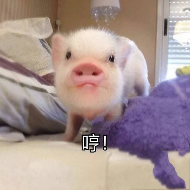 猪猪表情包，来啊一起吸猪啊_猪_吸猪_萌萌哒_撩妹撩汉表情包