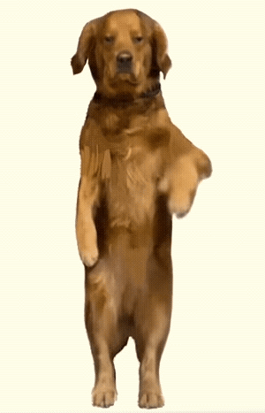 狗狗跳舞动图 GIF 表情包（狗狗跳舞动图 GIF 表情包）