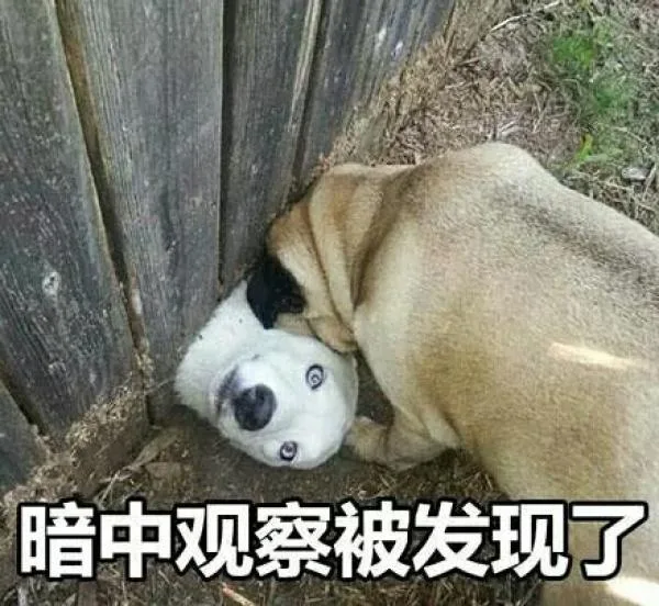 暗中观察被发现了