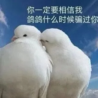 你一定要相信我鸽鸽什么时候骗过你（你一定要相信我鸽鸽什么时候骗过你）