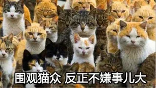 围观猫众 反正不嫌事大