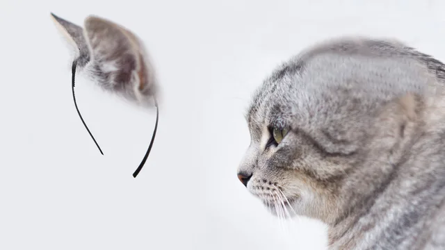 你知道猫耳发箍是怎么来的吗？！_恶搞_萌萌哒表情包