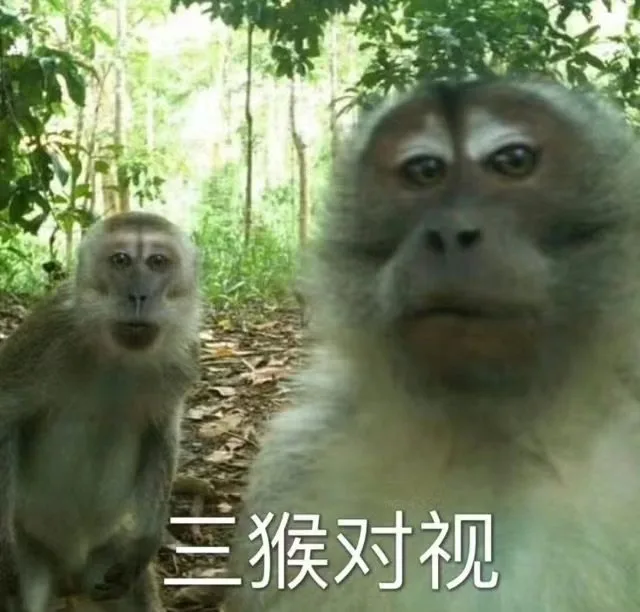 三猴对视（三猴对视）