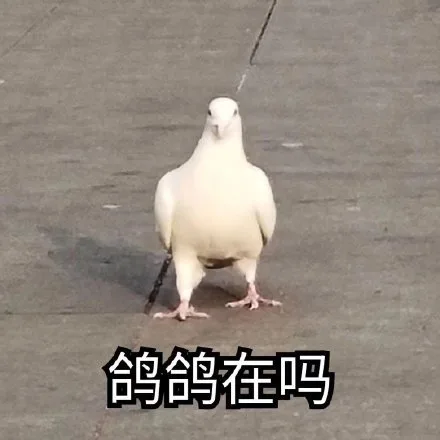 鸽鸽在吗(哥哥在吗)（鸽鸽在吗(哥哥在吗)）