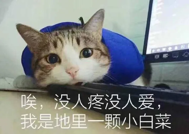 哎 没人疼没人爱，我就是地里一颗小白菜（哎 没人疼没人爱，我就是地里一颗小白菜）