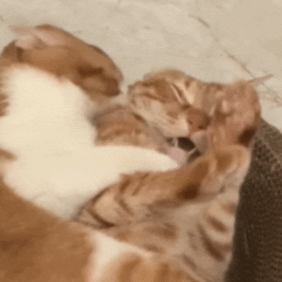 猫猫亲亲表情包（猫猫亲亲表情包）