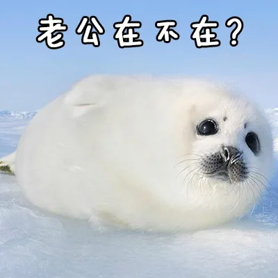 老公在不在？