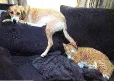 狗子用尾巴拍打猫咪