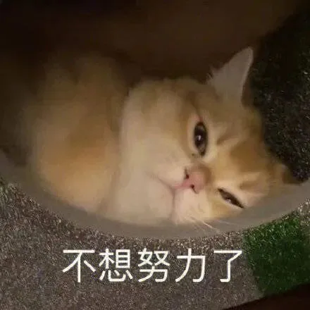 不想努力了（不想努力了）