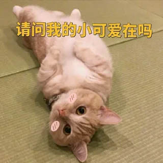 一只小橘猫的表情包_猫咪表情包