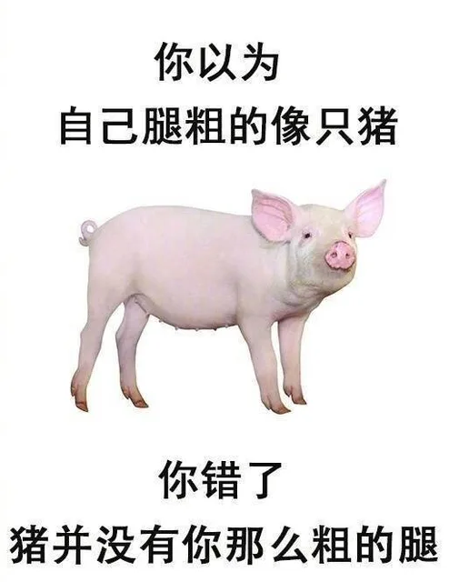 你以为自己腿粗的像只猪，你错了，猪并没有你那么粗