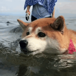 柴犬小花游泳动图