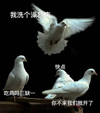 我和我的朋友们（鸽子）_鸽子