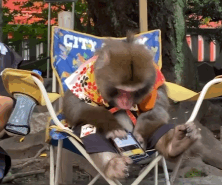 猴猴表情包
