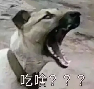 你跟食堂大妈的日常_狗子_内涵表情包