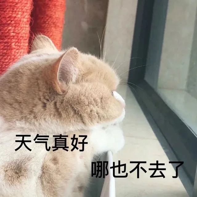 天气真好哪也不去了