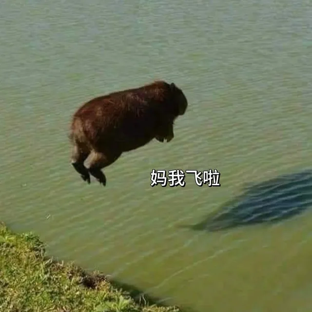 妈我飞啦